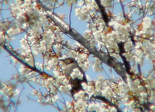 桜の花はヒヨドリの大好物